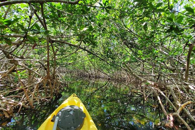 Kayak Tour of Mangrove Maze From Key West - Key Points