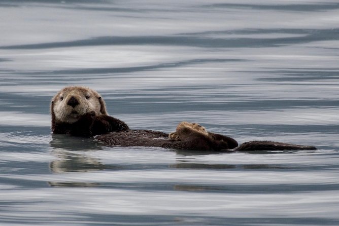 Kenai Fjords and Resurrection Bay Half-Day Wildlife Cruise - Tour Overview