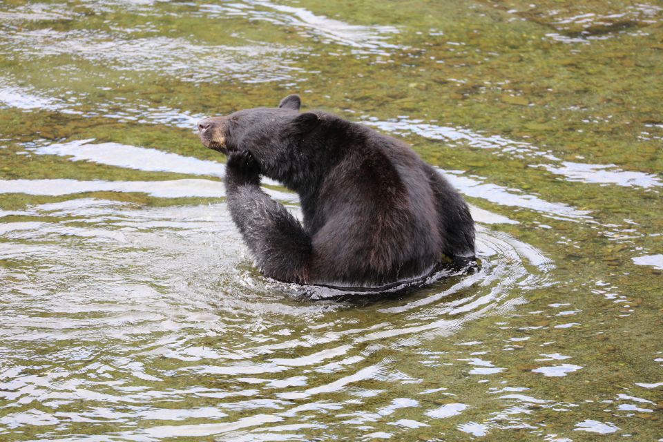 Ketchikan: Potlatch Park, City and Wildlife Private Van Tour - Key Points