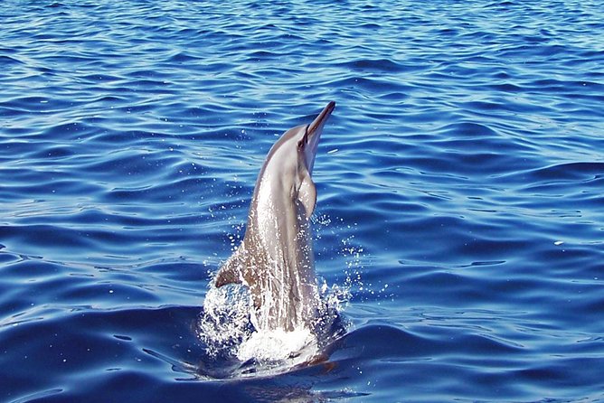 Kona Shore Excursion: Wild Dolphin - Reefs -Sea Caves - (Small Group) - Booking Details