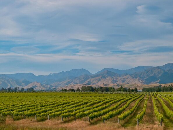 Kumeu Wineries Tour With Lunch and Muriwai Gannet Colony  - Auckland - Key Points