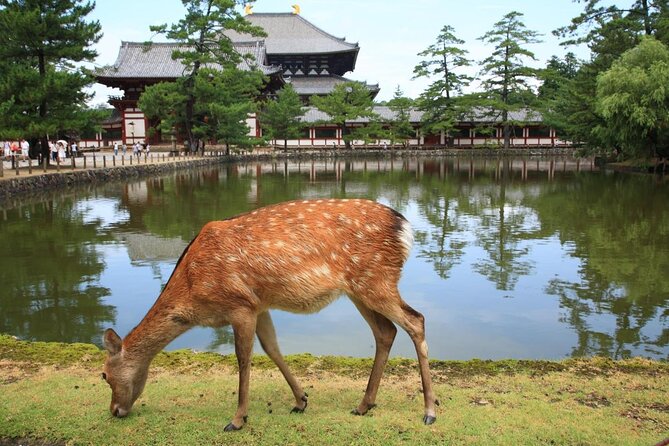 Kyoto and Nara Golden Route 1-Day Bus Tour From Osaka and Kyoto - Key Points