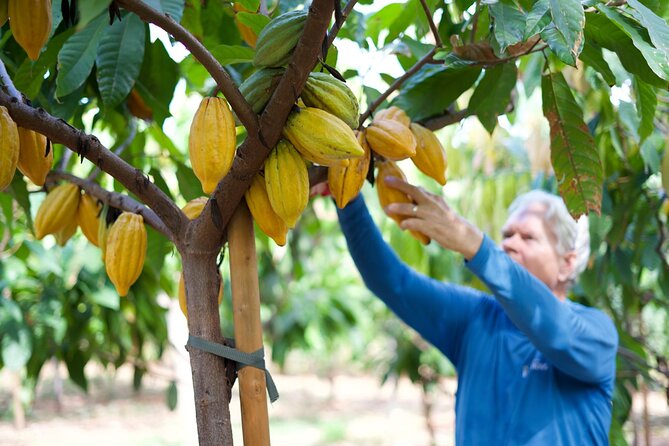 Lahaina: Maui Kuia Estate Guided Cacao Farm Tour and Tasting - Key Points
