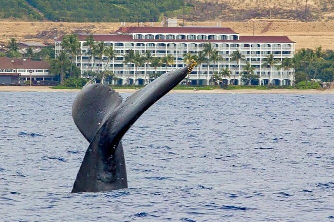 Lahaina Small-Vessel Whale-Watching Experience  - Maui - Key Points