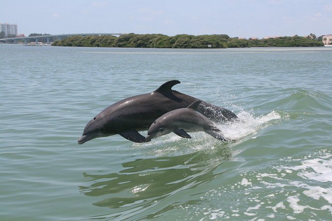Little Toot Dolphin Adventure at Clearwater Beach - Key Points