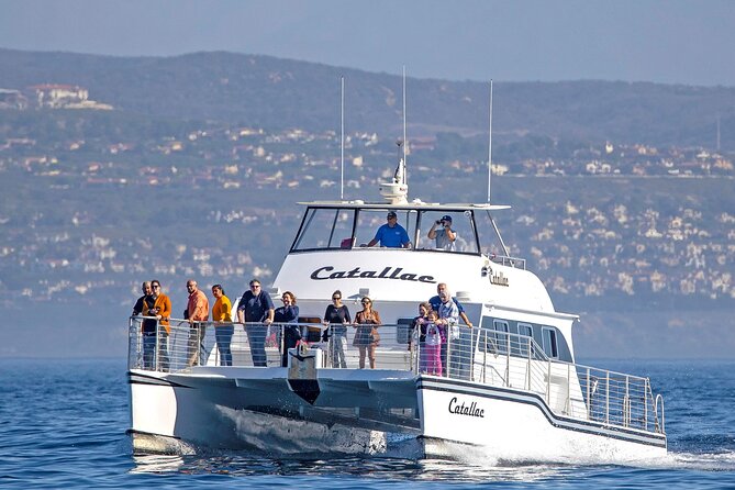 Luxury Whale Watching: Fewer People, Extra Speed, Expert Staff - Key Points