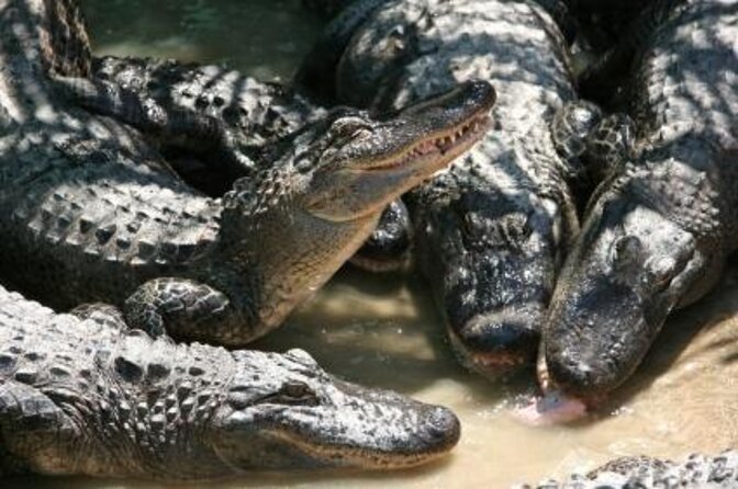 Malcolm Douglas Crocodile Park Tour Including Transportation - Key Points