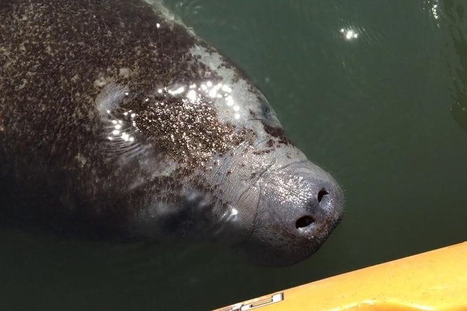 Manatee and Dolphin Kayaking Encounter - Key Points