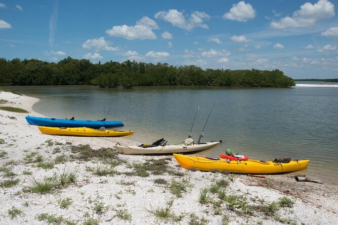 Manatees and Mangrove Tunnels Small Group Kayak Tour - Key Points