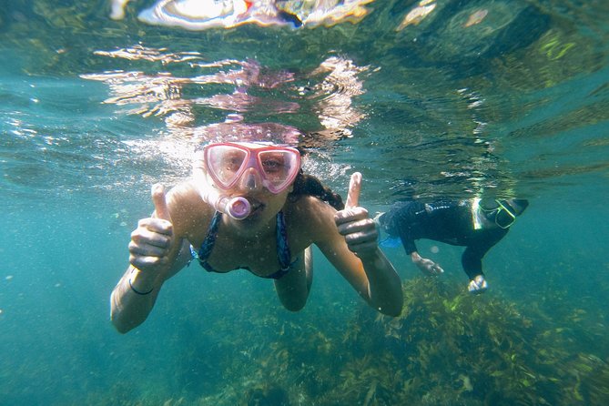 Manly Snorkel Trip and Nature Walk With Local Guide - Key Points