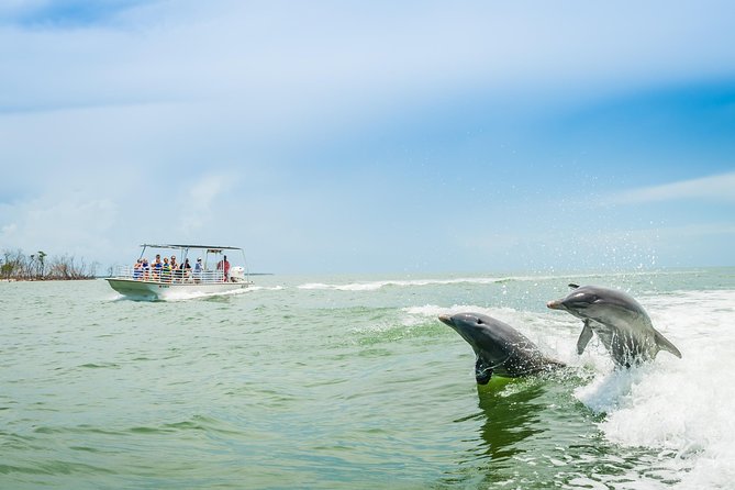 Marco Island Dolphin Sightseeing Tour - Key Points
