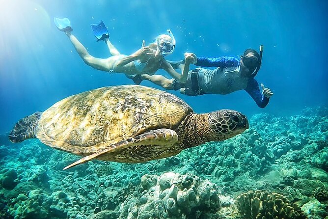 Marine Biologist Guided Snorkel Tour From Shore With Photos - Key Points