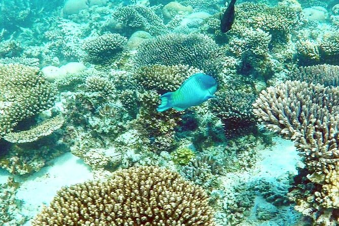Marine Eco Safari - Swim With Manta Rays - Key Points