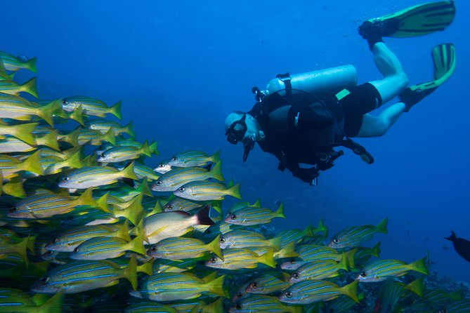 Maui Certified Shore Diving From Lahaina - Dive Experience Highlights