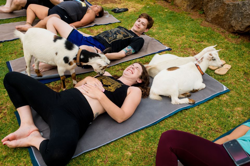 Maui Goat Yoga With Miniature Goats - Key Points