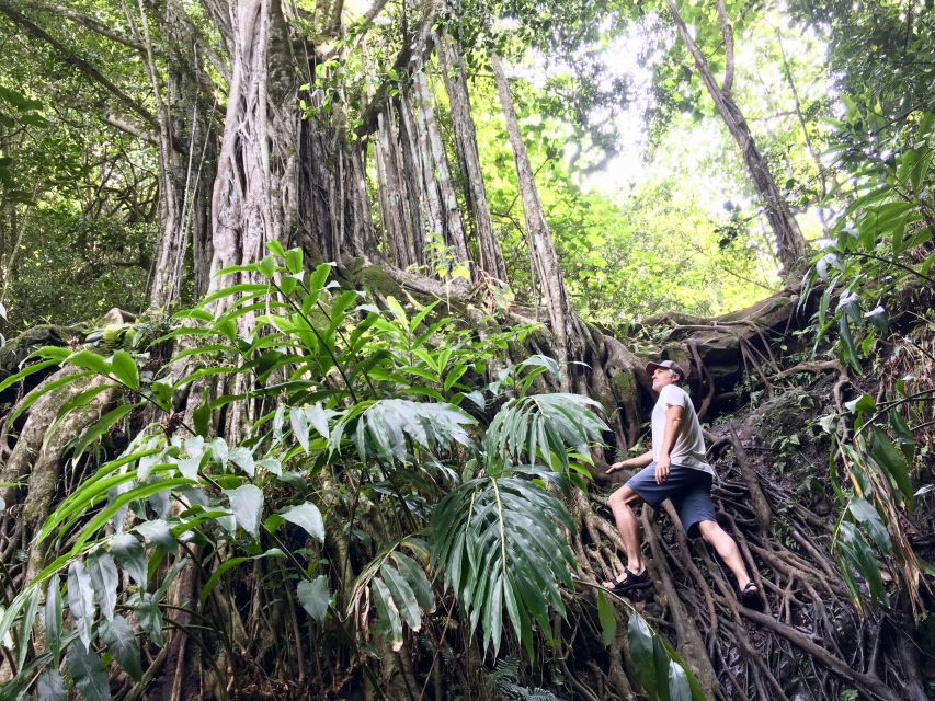 Maui: Private Jungle and Waterfalls Hiking Adventure - Key Points