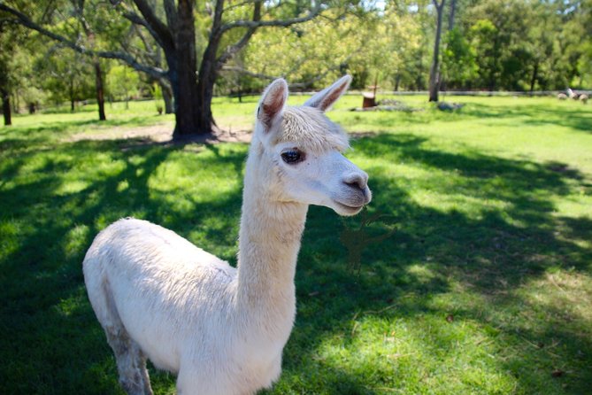 Meet the Animals: Small-Group Farm Tour, Brisbane - Key Points