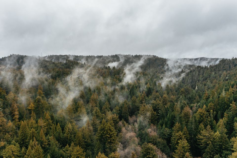 Mendocino County: Pudding Creek Railbikes