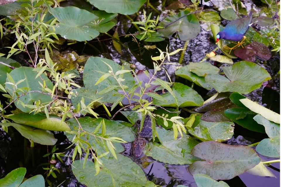 Miami: Everglades River of Grass Small Airboat Wildlife Tour - Key Points