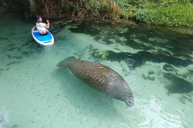 Miami: Kayak or SUP Island and Wildlife Tour - Key Points