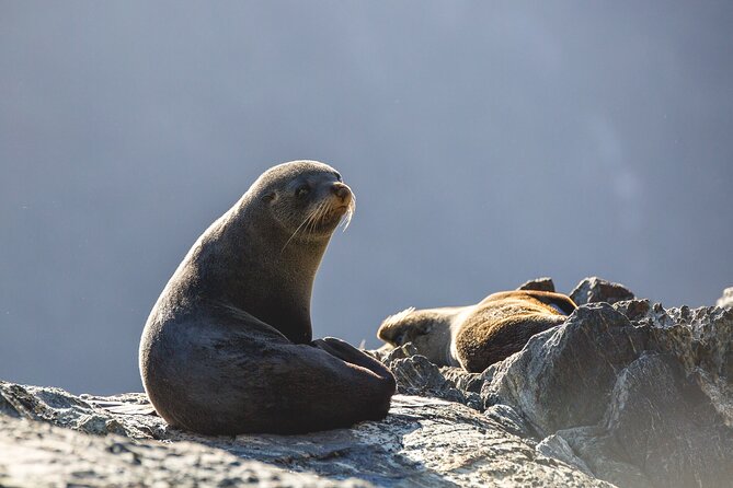 Milford Sound Cruise From Queenstown or Te Anau - Key Points