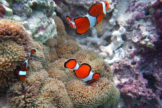 [Miyakojima Snorkel] Private Tour From 2 People Enjoy From 3 Years Old! Enjoy Nemo, Coral and Miyako - Key Points
