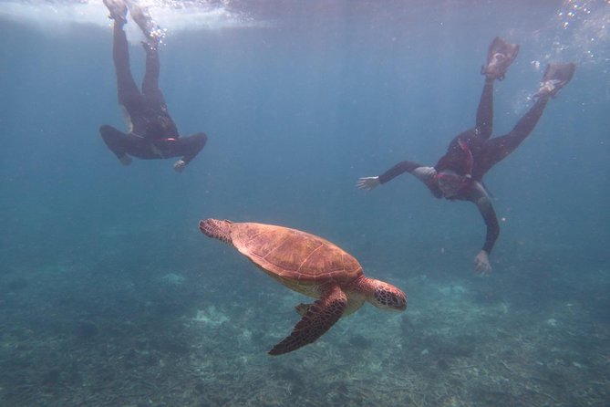 [Miyakojima Snorkel] Private Tour From 2 People Go to Meet Cute Sea Turtle - Key Points
