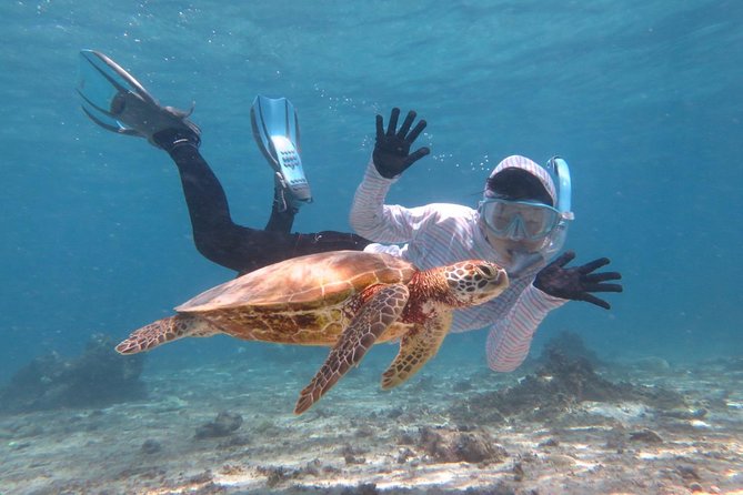 [Miyakojima Snorkel] Private Tour From 2 People Lets Look for Sea Turtles! Snorkel Tour That Can Be - Key Points