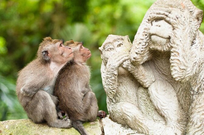 Monkey Forest, Ubud, and Rice Terraces - Key Points