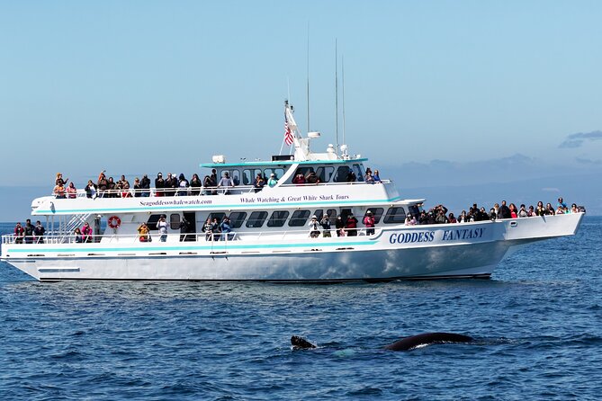 Monterey Bay Whale Watching - Key Points