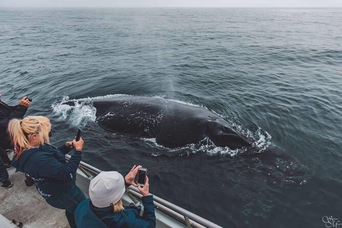 Monterey, California Family-Friendly Whale-Watching Boat Tour  - Monterey & Carmel - Key Points
