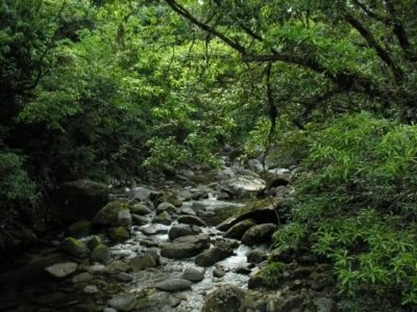 Morning Daintree River and Mossman Gorge From Port Douglas - Key Points