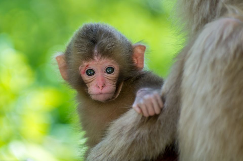 Nagano: 1-Day Snow Monkey & Cherry Blossom Tour in Spring - Key Points