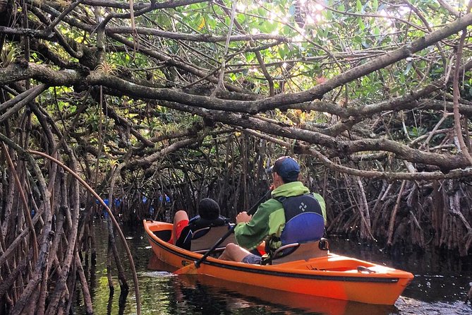Naples Small-Group Half-Day Everglades Kayak Tour - Key Points