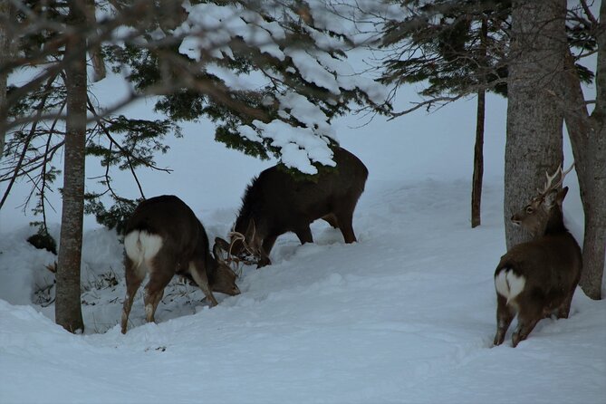 Night Hike in Shiretoko National Park With Snowshoe - Key Points