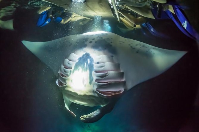 Night Manta Ray Experience - Experience Highlights