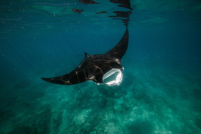 Ningaloo Reef Snorkel and Wildlife Adventure - Key Points