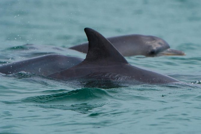 Noosa Small-Group Dolphin-Watching Tour  - Noosa & Sunshine Coast - Key Points
