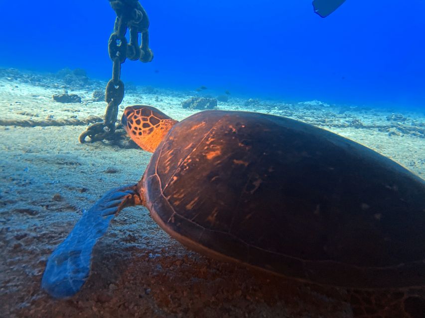 Oahu Night Dive: Adventure for Certified Divers - Key Points