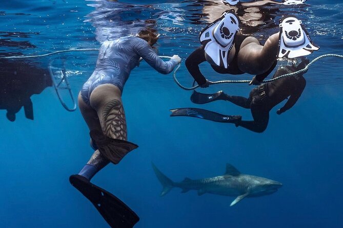 Oahu Shark Dive (No Cage) - Key Points