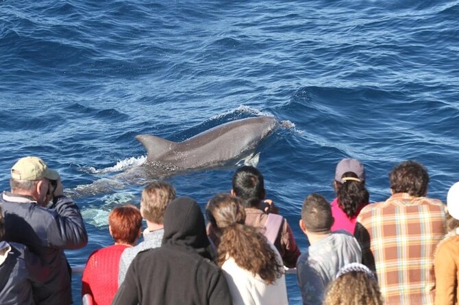 Ocean Life Adventure Cruise With Spirit of Gold Coast - Key Points
