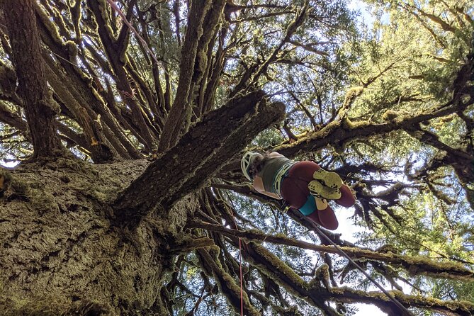 Old-Growth Tree Climbing at Silver Falls State Park - Equipment Needed