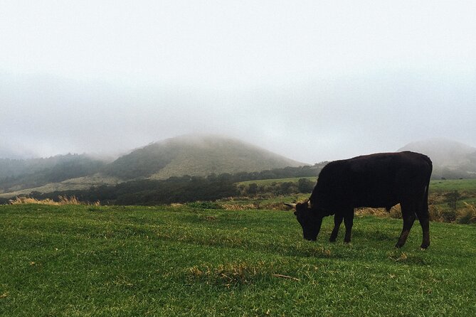 One Day Hike Around Taipeis Yangmingshan National Park - Key Points