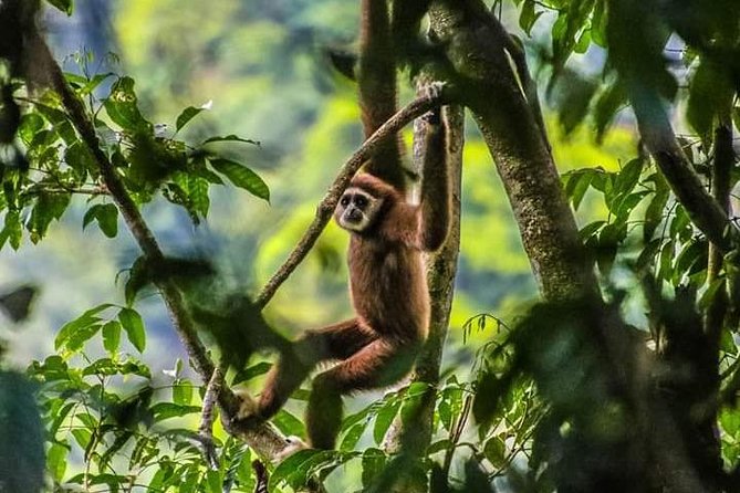 ONE DAY JUNGLE TREKKING 6-7 Hours (See Orang Utan) RAFTING in BUKIT LAWANG - Key Points