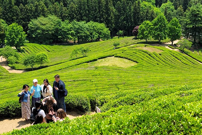 One Day Tour in Boseong Tea Plantation & Suncheon National Garden - Key Points