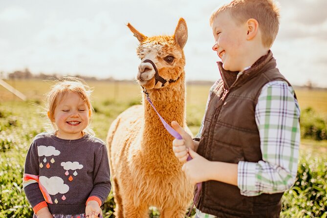 One-Hour Alpaca Meet-and-Greet on a Working Farm, Tomingley  - New South Wales - Key Points