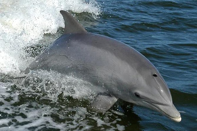 Orange Beach Dolphin Eco Boat Tour - Key Points