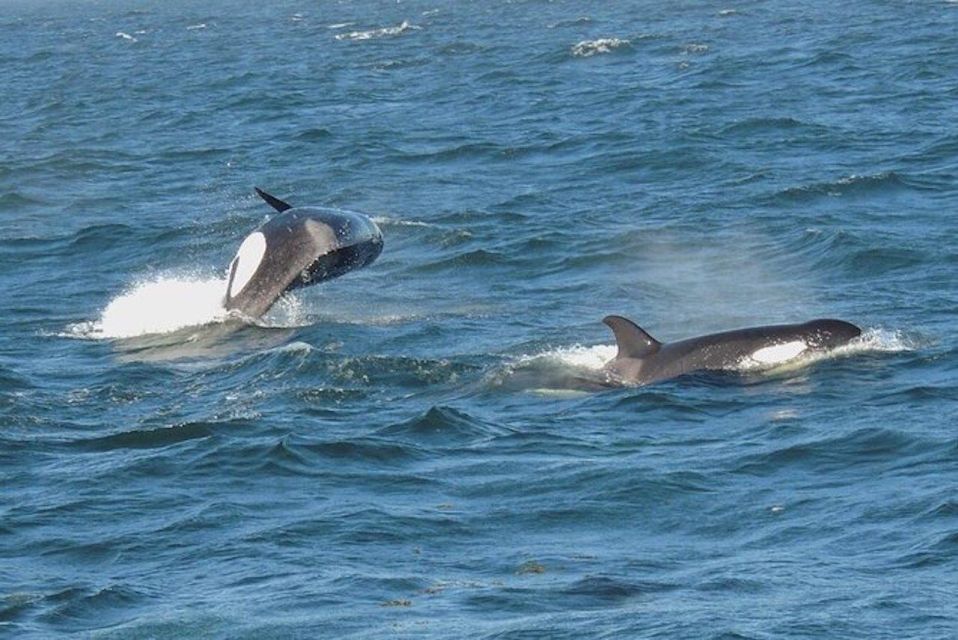 Orcas Island: Whale Watching Guided Boat Tour - Activity Overview