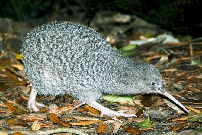 Overnight Experience Tour on Kapiti Island - Key Points