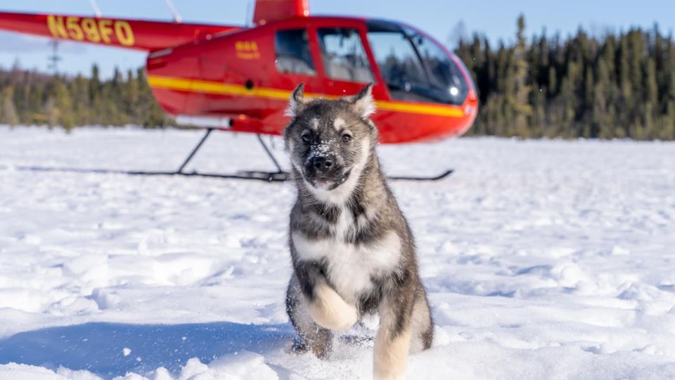 Palmer: "Dogs and Glaciers" Sledding and Helicopter Tour - Key Points